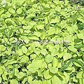 莧菜(幸菜).jpg