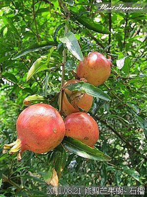 08-2011.08.21 修剪芒果 05.jpg