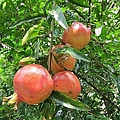 08-2011.08.21 修剪芒果 05.jpg