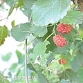 桑椹2.jpg