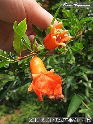 09-2011.08.21 修剪芒果 04.jpg