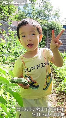 18-2011.05.27-06 小黃瓜.jpg