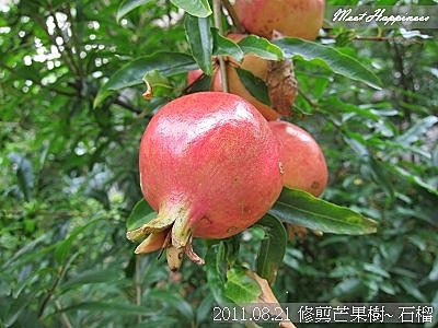 10-2011.08.21 修剪芒果 03.jpg