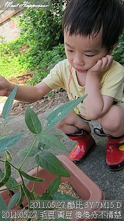 19-2011.05.27-05 毛豆 黃豆 傻傻