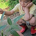 19-2011.05.27-05 毛豆 黃豆 傻傻