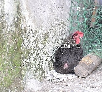 母雞下蛋1.jpg