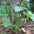 17-2011.08.31 黃秋葵 12.jpg