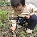 04拔蘿蔔.jpg