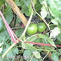 牛蕃茄.jpg