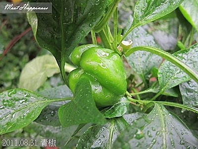 26-2011.08.31 青椒 01.jpg