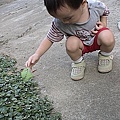 06蚱蜢.jpg