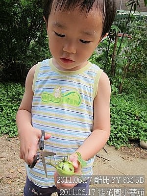 02-2011.06.17 後花園牛蕃茄 13.jp