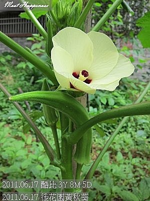 05-2011.06.17 後花園黃秋葵 07.jp