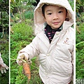 05-2013.01.10菜園採菜07 紅蘿蔔 .