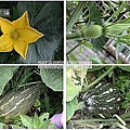 02  2010年5月24日後花園的南瓜.jp