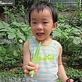 07-2011.06.17 後花園黃秋葵 05.jp