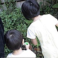 02 20100926  香水檸檬上的大毛毛