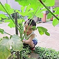 08-2011.06.17 後花園黃秋葵 04.jp