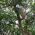04-2011.08.06修剪芒果樹 06.jpg