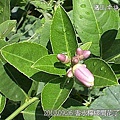 05 20100926  香水檸檬開花了02.jp