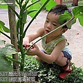 12-2011.06.17 後花園黃秋葵 02.jp