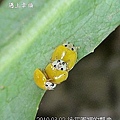20100302 後花園裡3P的瓢蟲01.jpg