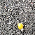 20100302 後花園裡的瓢蟲04.jpg