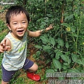 14-2011.06.17 後花園小蕃茄 13.jp