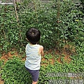 15-2011.06.17 後花園小蕃茄 12.jp
