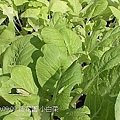 19小白菜.jpg