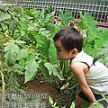 16-2011.06.17 後花園牛蕃茄 11.jp