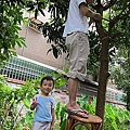 08-2011.08.06修剪芒果樹 02.jpg