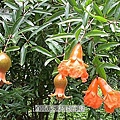 35  2010年5月24日後花園 枇杷.jpg