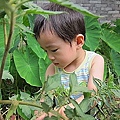 17-2011.06.17 後花園牛蕃茄 10.jp