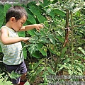 18-2011.06.17 後花園牛蕃茄 09.jp