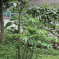 31  2010年5月24日後花園香椿.jpg
