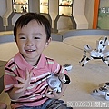 08 2010.05.31 關渡淡水行 機器人