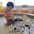 65  2010.05.31 關渡淡水行 機器人