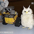 39 2010.05.31 關渡淡水行 機器人
