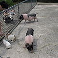 DSC00234.jpg