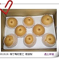 03長春農場 寄接梨.jpg