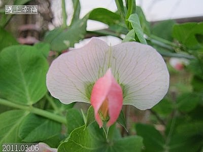 09-20110306 田間小路冒險去-8.jpg
