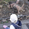 6酷比看小豬.jpg