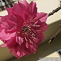 10 2010.12.29 小小攝影師03.jpg