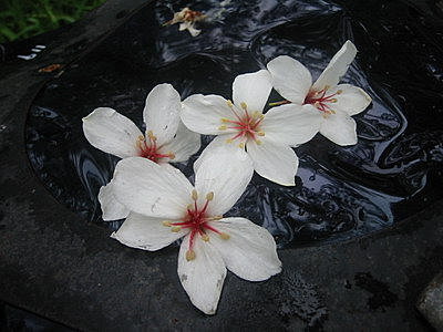 雪白桐花.jpg
