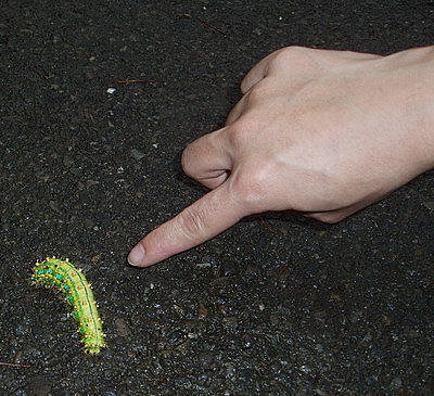 沒見過醬大的毛毛蟲.jpg