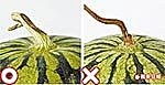挑西瓜03.jpg