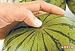 挑西瓜11.jpg