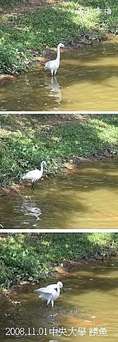 23中央大學餵魚.jpg