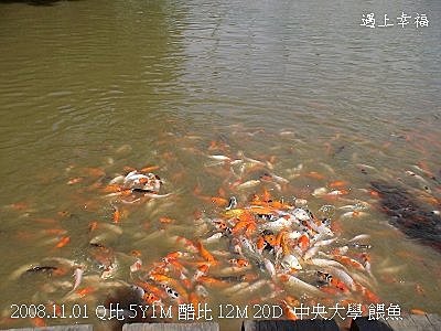 21中央大學餵魚.jpg